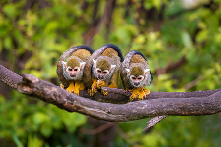 尾猿科亚马逊苏里南高清图片