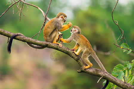 普通松鼠猴子在树枝上玩耍高清图片
