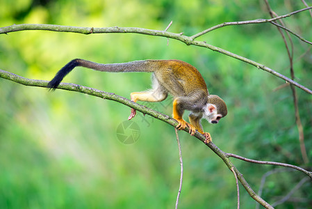 普通松鼠猴子在树枝上行走高清图片