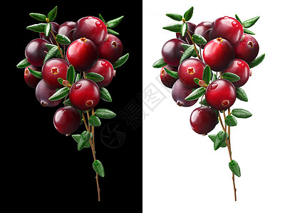 Cranberry 花束 剪切路径背景图片