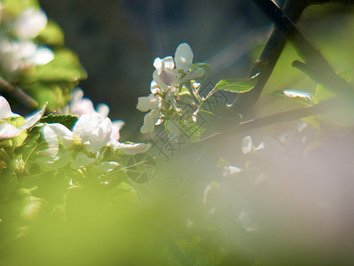 花朵花瓣玫瑰植物学脆弱性园艺植物紫红色背景图片