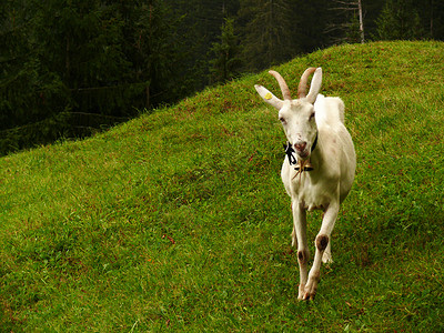 绿色草原上的一头漂亮的山羊奶牛农业农村牛奶场地农场畜牧业背景图片