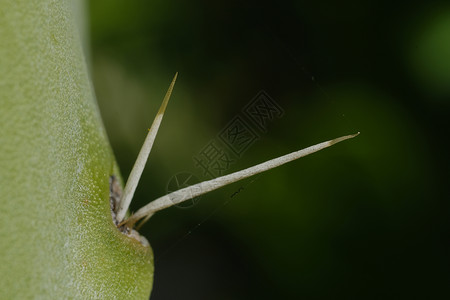 刺梨的铲叶上多汁植物的刺背景图片