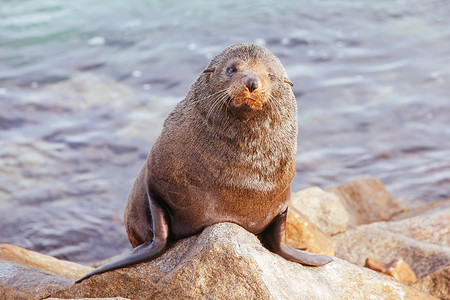 受伤海豹素材澳大利亚的海豹毛皮海滩哺乳动物男性眼睛岩石野生动物生物保护海岸背景