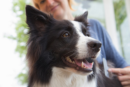 边境科里拉线边界牧羊犬朋友构象白色血统头发动物哺乳动物毛皮背景图片