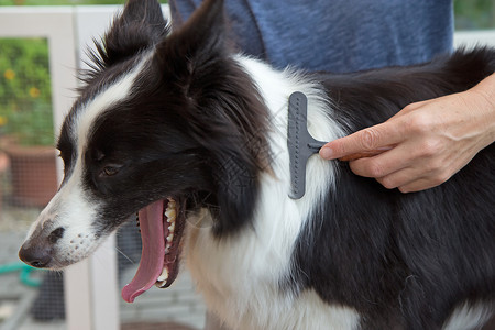 边境科里拉线构象血统白色朋友衣领毛皮边界犬类牧羊犬头发背景图片