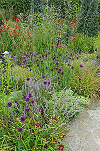 Achillia Allium和Grass的花边图种植荒野边界淡紫色边框花朵紫色背景图片