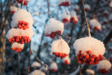 雪下山灰的红莓雾凇木头寒冷植物群花梨木降雪浆果枝条季节磨砂背景图片