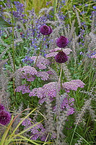 Achillia Allium和Grass的花边图花园花朵葱属淡紫色紫色边界边框背景图片
