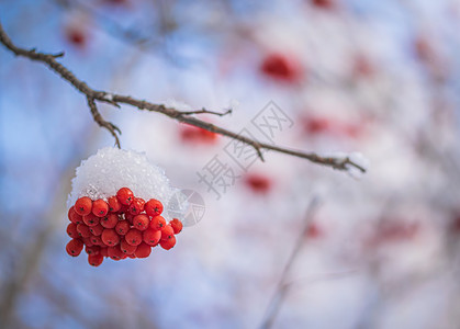 雪下山灰的红莓花梨木植物群季节降雪磨砂雾凇枝条浆果木头寒冷背景图片