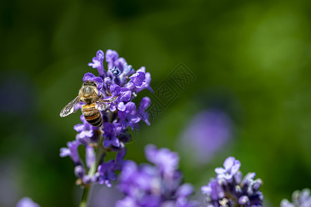 蜜蜂降落在盛开的紫色花草花上 在绿色背景下收集蜂蜜季节蓝色生长场地薰衣草昆虫美丽花园植物群宏观背景图片