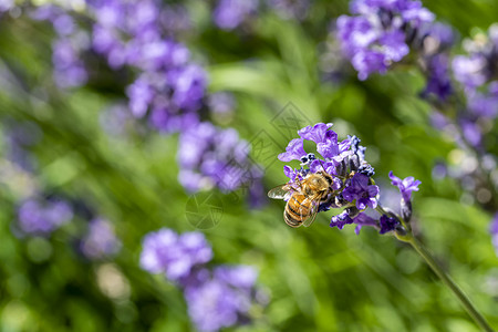 蜜蜂降落在盛开的紫色花草花上 在绿色背景下收集蜂蜜花园蓝色太阳生长宏观植物群食物场地薰衣草昆虫背景图片