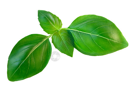 切诺维塞巴锡尔白被孤立绿色植物白色树叶香料高清图片