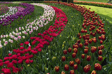 纯红色和粉红白颜色的郁金香花朵蓬勃盛开来 春天在一个维护完善的花园下开花植物群植物花坛场地公园入口红花社论花瓣旅行背景图片