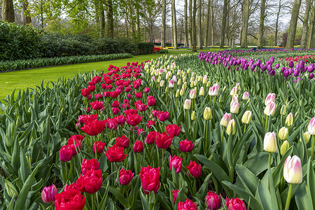 春天 多色风信子 纯红 粉白郁金香在维护良好的花园下绽放背景图片