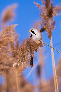 沼泽山雀自然春天高清图片