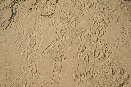 动物在沙沙中的足迹背景图片