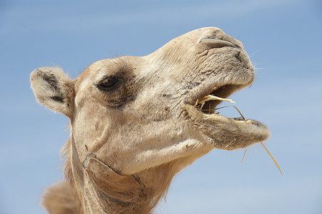 长牙的嘴骆驼头部单峰天空耳朵眼睛哺乳动物蓝色动物背景