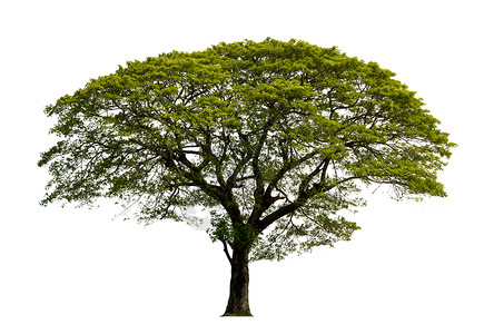 手绘绿色高大树白色背景中孤立的大树 孤立的热带树木用于设计 具有修剪路径背景