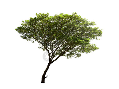 阔叶蒲白色背景与世隔绝的树木 使用的热带树木树干阔叶季节植物学橡木环境纸牌森林孤独叶子背景