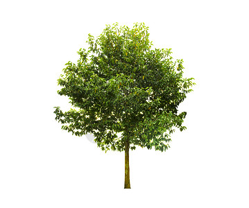 白色背景与世隔绝的树木 使用的热带树木单人植物学树干乔木生态纸牌生长橡木孤独阔叶背景图片