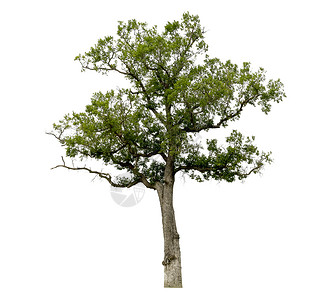 单人纸牌白色背景与世隔绝的树木 使用的热带树木叶子环境森林落叶生活树干孤独木头橡木乔木背景