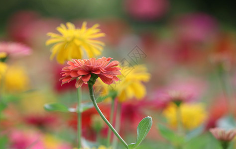 美丽的花朵在花园里五颜六色背景图片