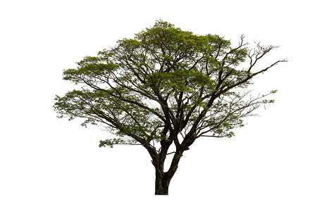 白色背景与世隔绝的树木 使用的热带树木木头森林落叶孤独生态橡木生活阔叶纸牌叶子背景图片