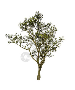 白色背景与世隔绝的树木 使用的热带树木植物生态落叶生活季节木头花园天篷叶子环境图片