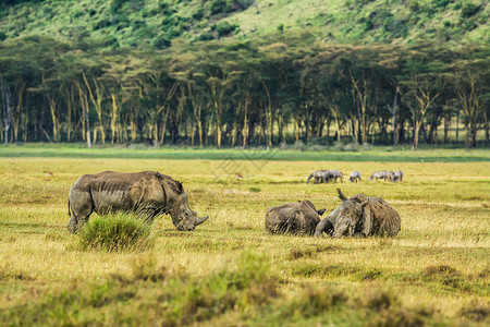肯尼亚纳库鲁湖国家公园的白犀牛高清图片