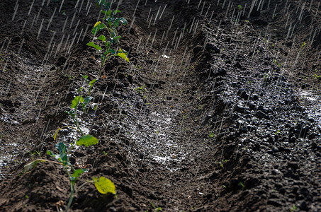 阳光明媚的天气下着雨 在花园里背景