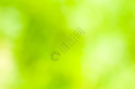 自然散景背景圆形草地草本植物绿色气泡晴天植物叶子背景图片