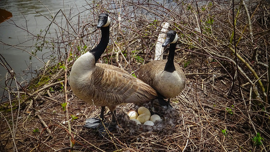 加拿大鹅 男女鹅小鸡野生动物孵蛋鸭子动物鸟类荒野母亲沼泽水禽背景图片