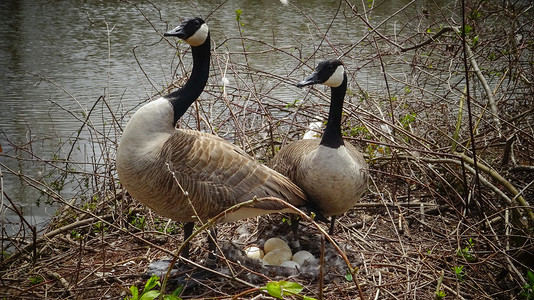 池塘鸭子加拿大鹅 男女鹅绿色荒野羽毛沼泽鸟类孵蛋翅膀鸟巢动物鸭子背景