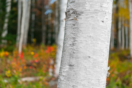 森林中的银树 以大白色树干为主高清图片