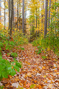 树丛之间长高的树道上铺满了叶子高清图片