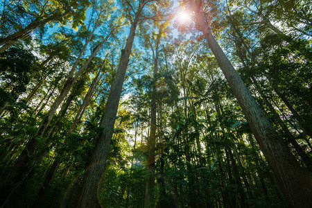 高高高的松树林 树木聚集在向天空飞翔的森林中背景图片