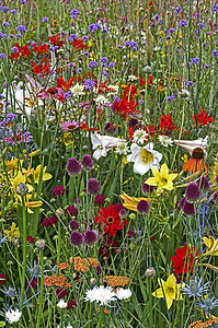鳄鱼边框花朵的色彩多彩的自然鲜花和耕种花朵展出 以创造边框荒野葱属园丁鳄鱼橙子元素草地花园培育背景