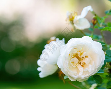 白玫瑰花在模糊的背景上宏观花瓣草本植物植物阳光白色晴天绿色花期背景图片