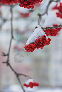 雪下山灰的红莓季节枝条雾凇植物群木头降雪花梨木寒冷浆果磨砂背景图片