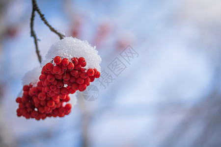 雪下山灰的红莓磨砂降雪植物群季节寒冷枝条木头花梨木浆果雾凇背景图片