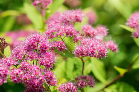 春天的粉红斑点植物群花园衬套叶子粉色绿色花瓣植物背景图片