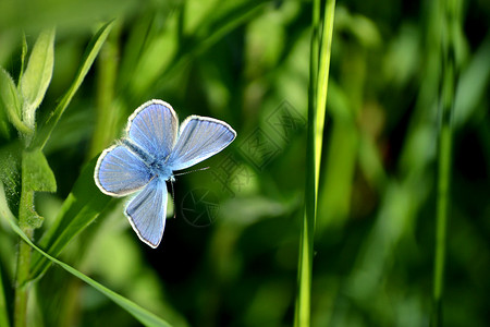 绿色草原上的蓝蝴蝶高清图片