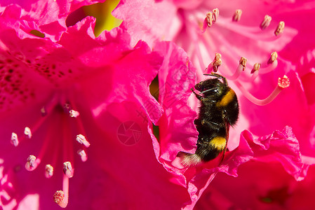 一只大黄蜂坐在一朵红色的红花上背景图片