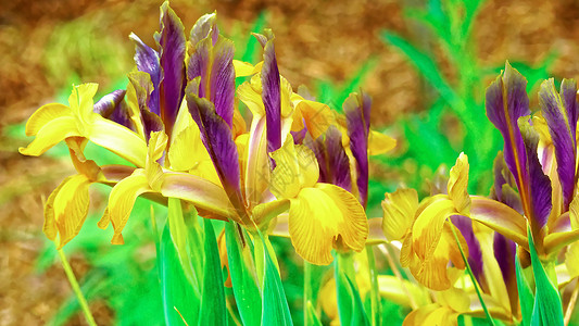 艾瑞丝国家植物植物学花朵热情园艺季节背景图片