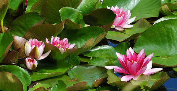 顺水而来园艺植物学季节国家植物热情花朵高清图片