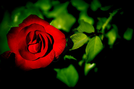 红玫瑰 Gema Ibarra高清图片