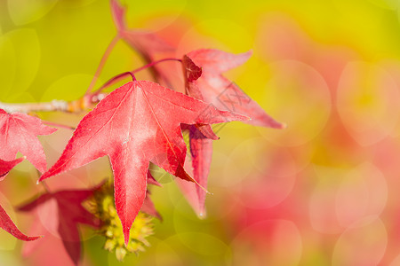 秋天的长青树日光叶子背景红色花瓣公园背光阳光绿色植物背景图片