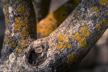 生长在树栏上的黄色叶状地衣摄影森林树干纹理苔藓植物霉菌橙色微距环境背景图片