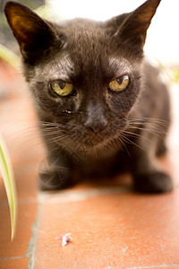 17岁患有糖尿病的黑猫毛皮动物猫咪宠物短发哺乳动物甲状腺白色成人猫科背景图片